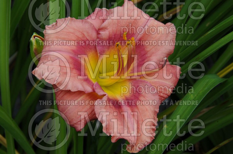 Hemerocallis Rosy Returns (Daylily) 3 