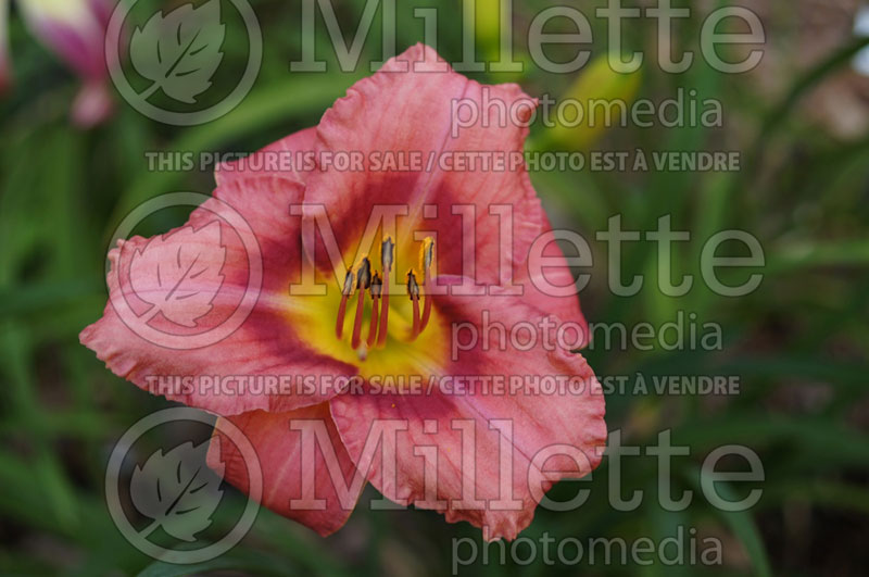 Hemerocallis Rosy Returns (Daylily) 9 