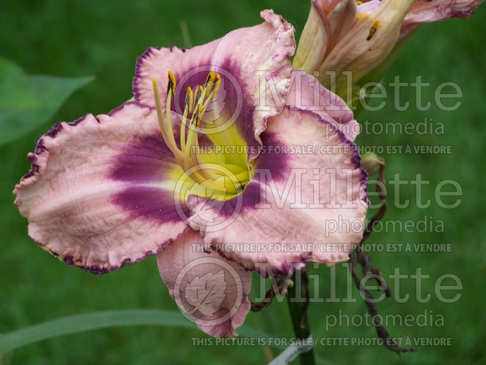 Hemerocallis Royal Braid (Daylily) 1 