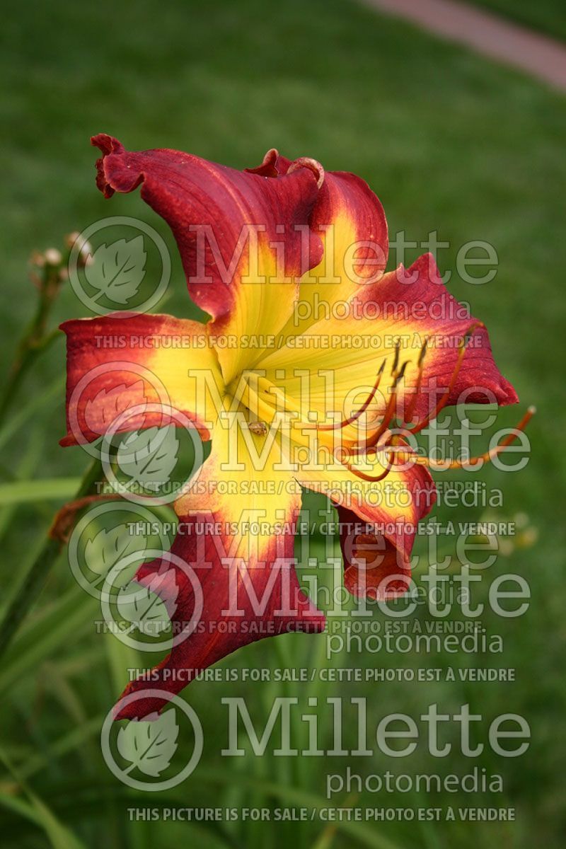 Hemerocallis Royal Celebration (Daylily) 1