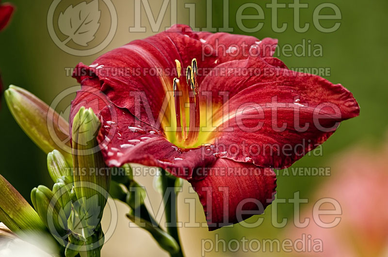 Hemerocallis Royal Mountie (Daylily) 1