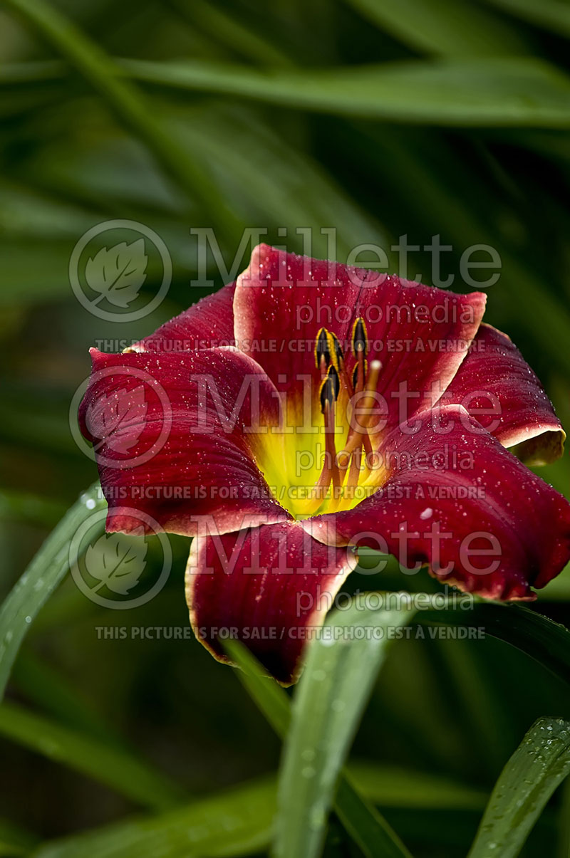 Hemerocallis Royalty Supreme (Daylily) 1