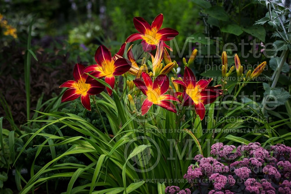 Hemerocallis Ruby Spider (Daylily) 4 