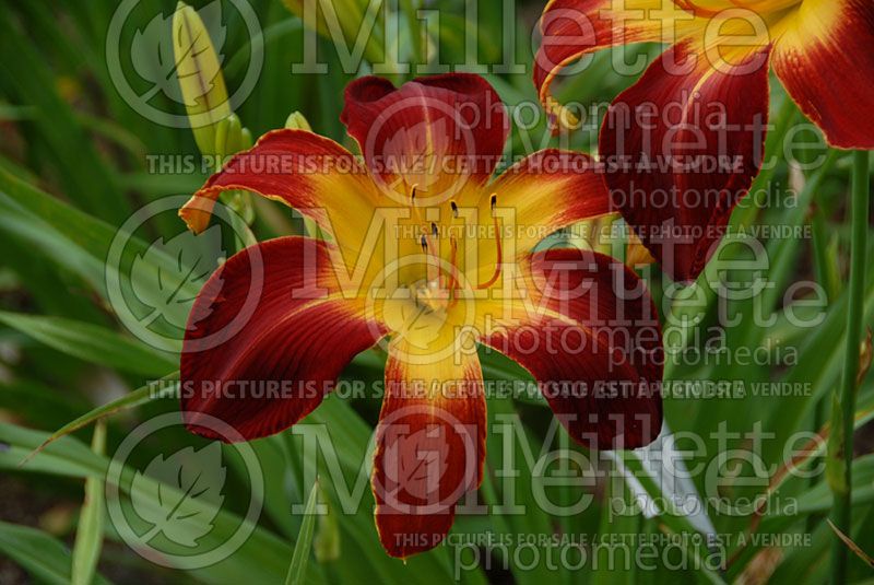 Hemerocallis Ruby Spider (Daylily)  1