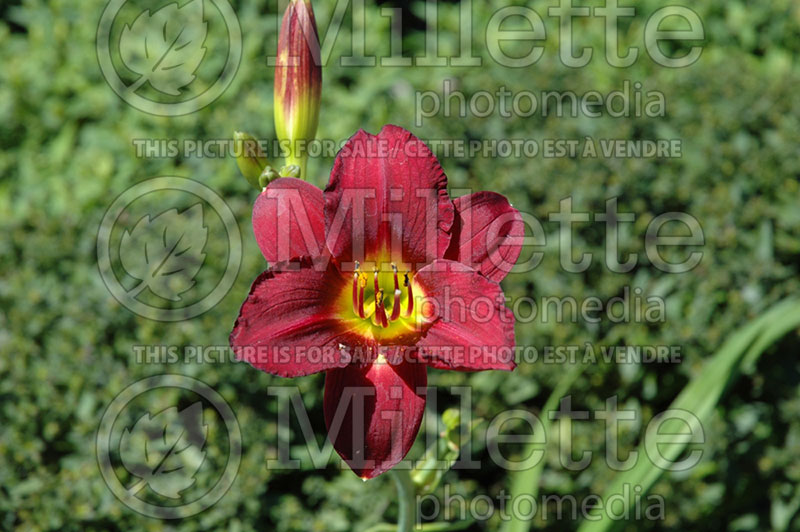 Hemerocallis Ruby Stella (Daylily)  1