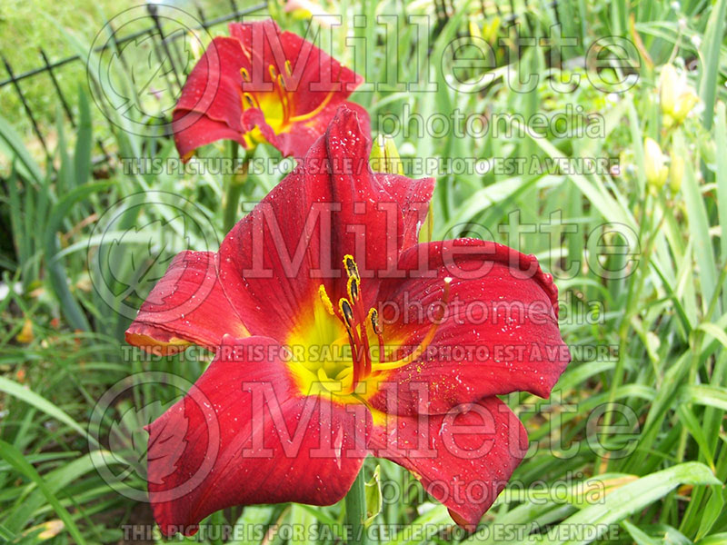 Hemerocallis Ruby Throat (Daylily) 1