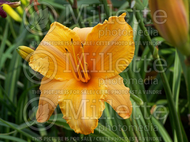 Hemerocallis Ruffled Apricot (Daylily) 1