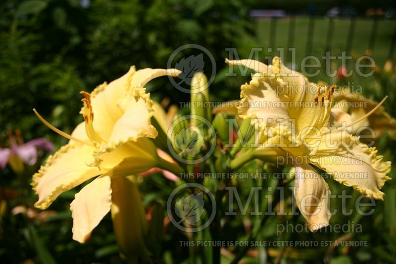 Hemerocallis Ruffled Pastel Cheers (Daylily) 1