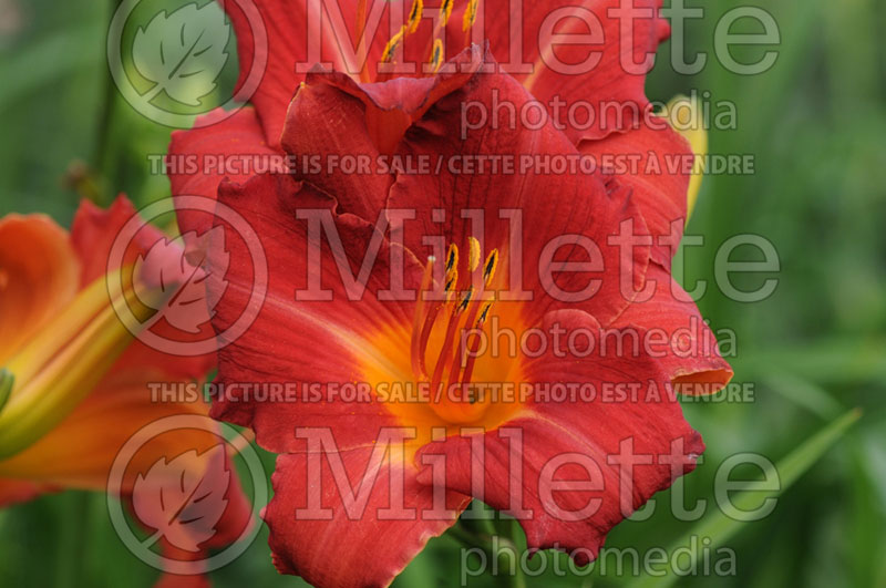 Hemerocallis Ruffled Valentine (Daylily) 1 