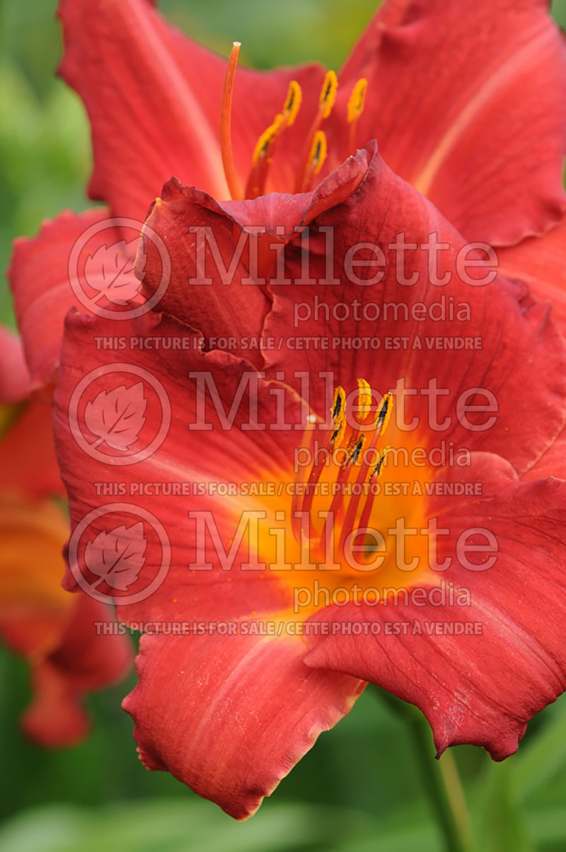 Hemerocallis Ruffled Valentine (Daylily) 2 