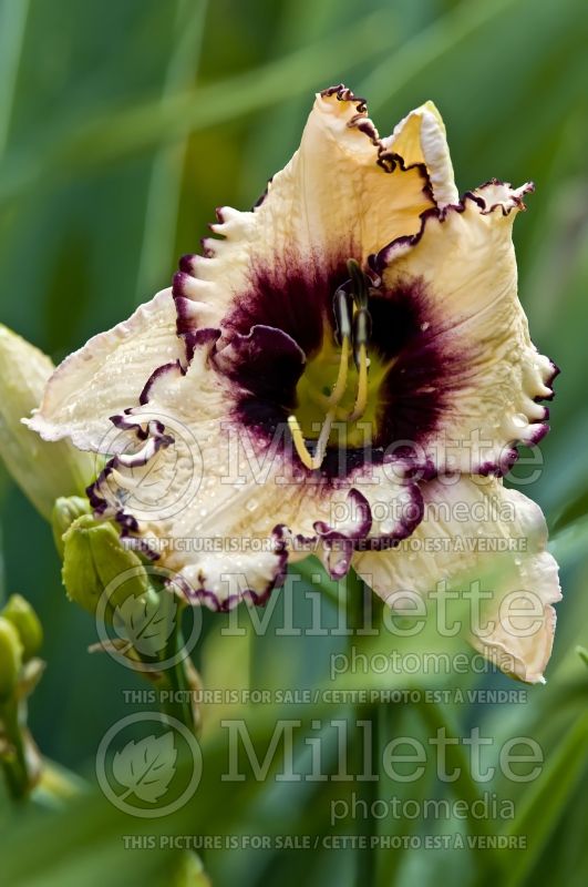 Hemerocallis Sabine Bauer (Daylily) 2 