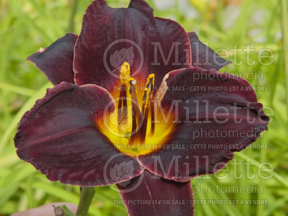 Hemerocallis Salieri (Daylily) 2 