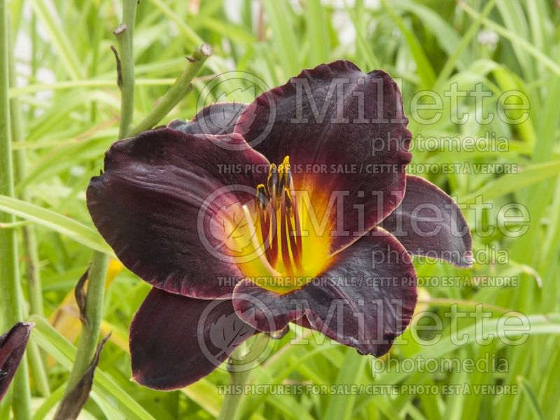 Hemerocallis Salieri (Daylily) 3 