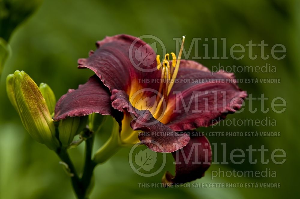 Hemerocallis Salieri (Daylily) 1 