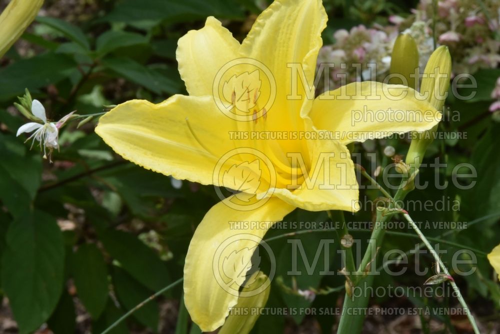 Hemerocallis Sandra Elizabeth (Daylily) 1 