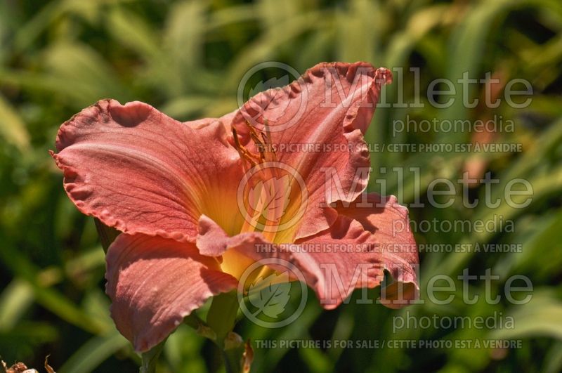 Hemerocallis Scottish Fantasy (Daylily) 2 