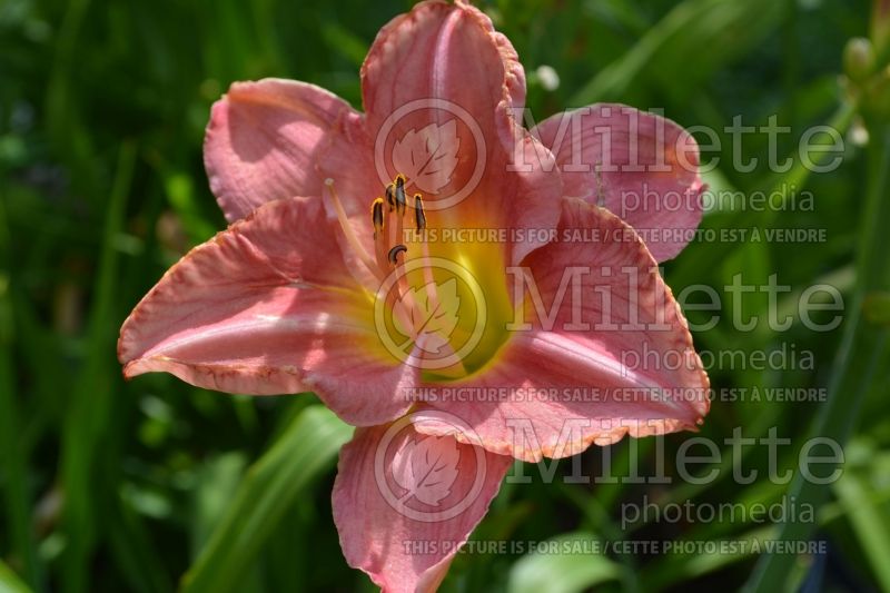 Hemerocallis Scottish Fantasy (Daylily) 1 