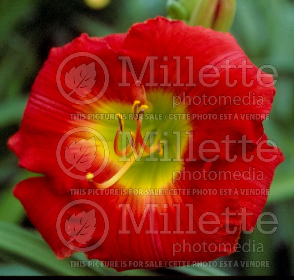 Hemerocallis Seattle Dreaming (Daylily) 2 