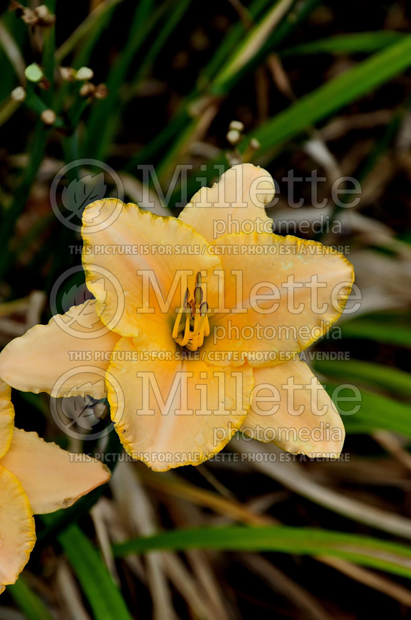 Hemerocallis Serena Sunburst (Daylily) 2 