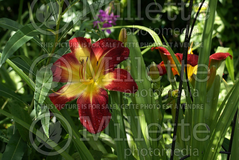 Hemerocallis Sherwood Chief (Daylily) 1 