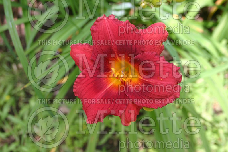 Hemerocallis Show Girl (Daylily) 1