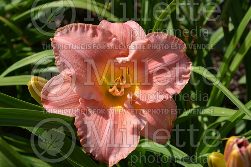 Hemerocallis Silken Touch (Daylily) 1 