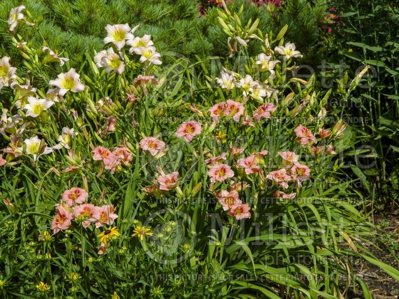 Hemerocallis Siloam Bye Lo (Daylily) 1 