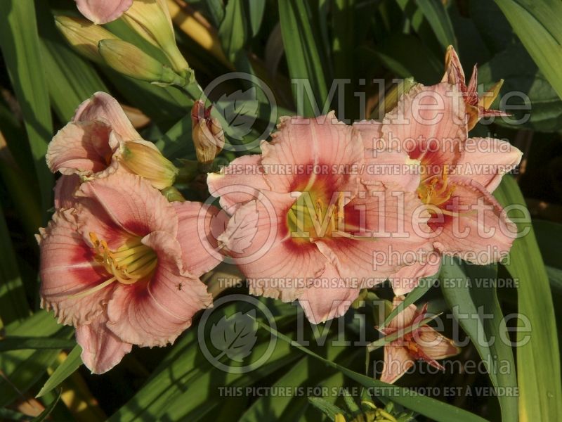 Hemerocallis Siloam Bye Lo (Daylily) 3 