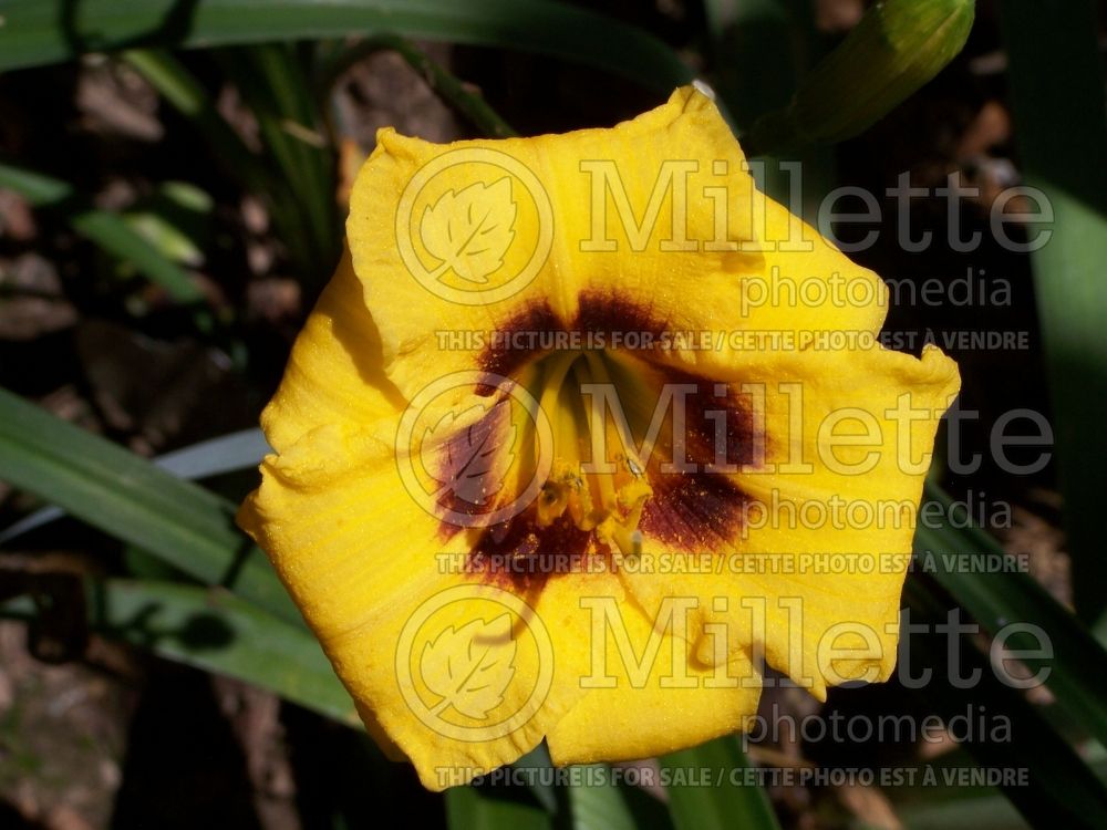 Hemerocallis Siloam Junebug (Daylily) 1  