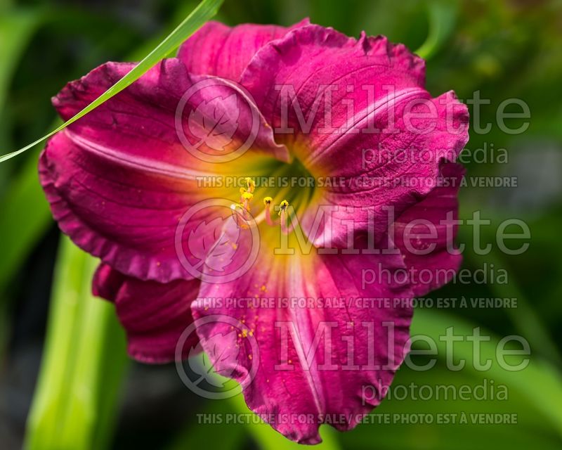 Hemerocallis Siloam Royal Prince (Daylily) 1 