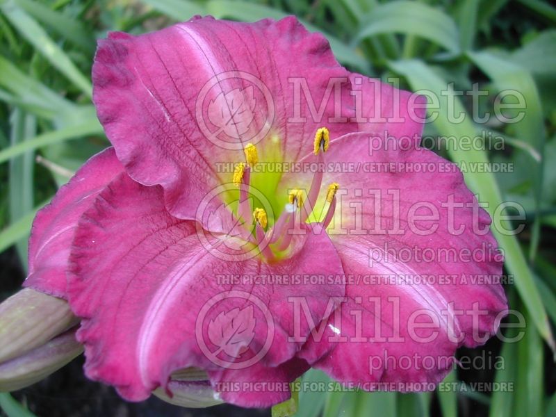 Hemerocallis Siloam Royal Prince (Daylily) 3 