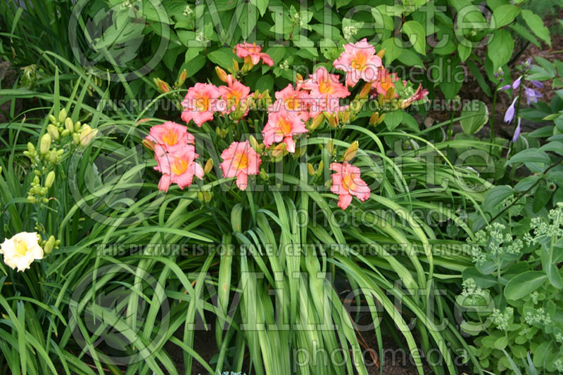 Hemerocallis Siloam Valentine (Daylily) 1 