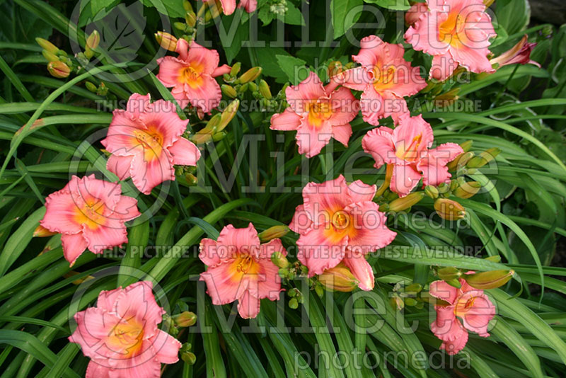 Hemerocallis Siloam Valentine (Daylily) 3 