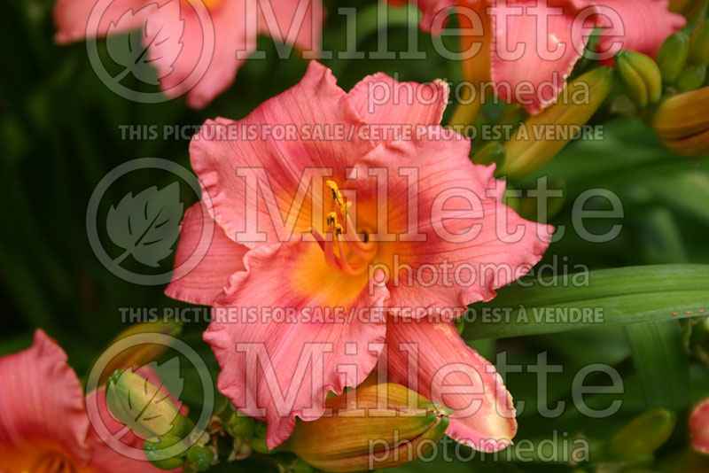 Hemerocallis Siloam Valentine (Daylily) 2 