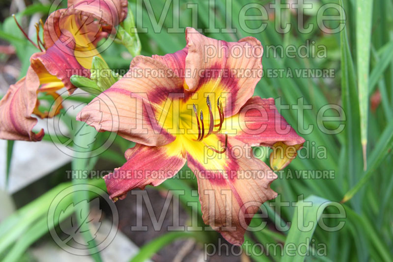 Hemerocallis Simmering Elephants (Daylily) 1 