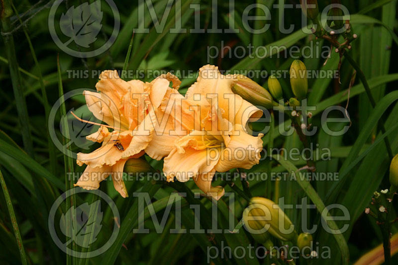 Hemerocallis Singapore Peach (Daylily) 1