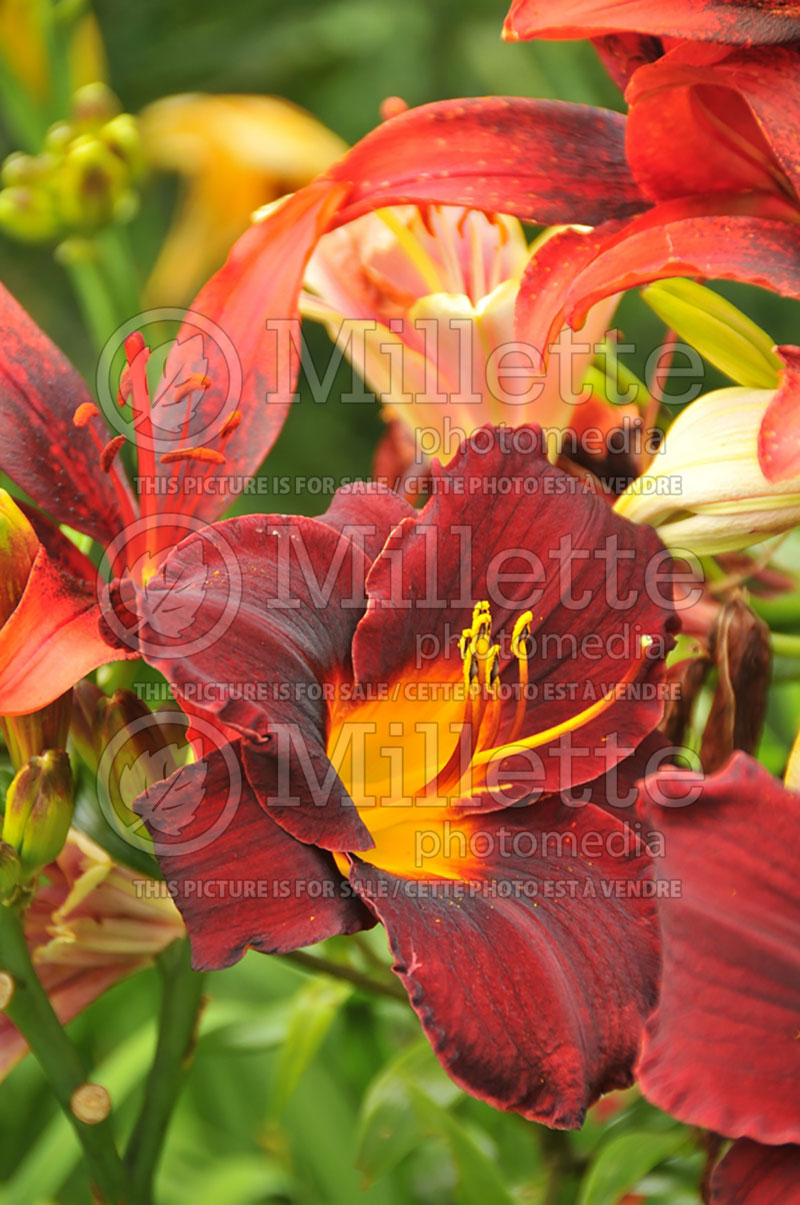 Hemerocallis Sir Modred (Daylily) 3 