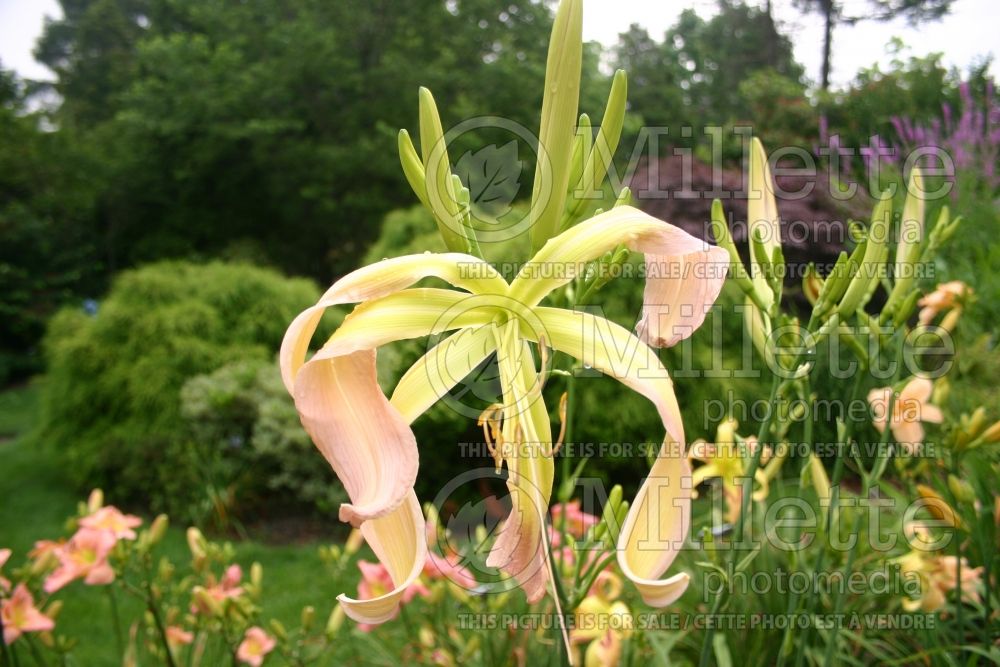 Hemerocallis Skinwalker (Daylily) 2