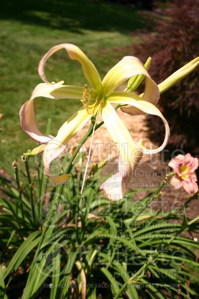 Hemerocallis Skinwalker (Daylily) 1