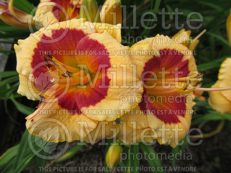 Hemerocallis Smallest Tempest (Daylily) 1 