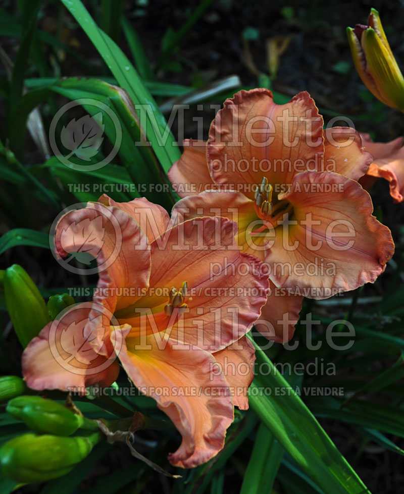 Hemerocallis Smoky Mountain Autumn (Daylily) 1 