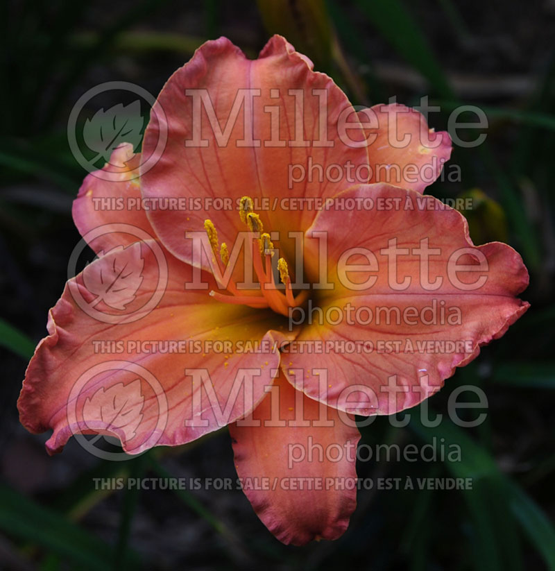 Hemerocallis Smoky Mountain Autumn (Daylily) 2 