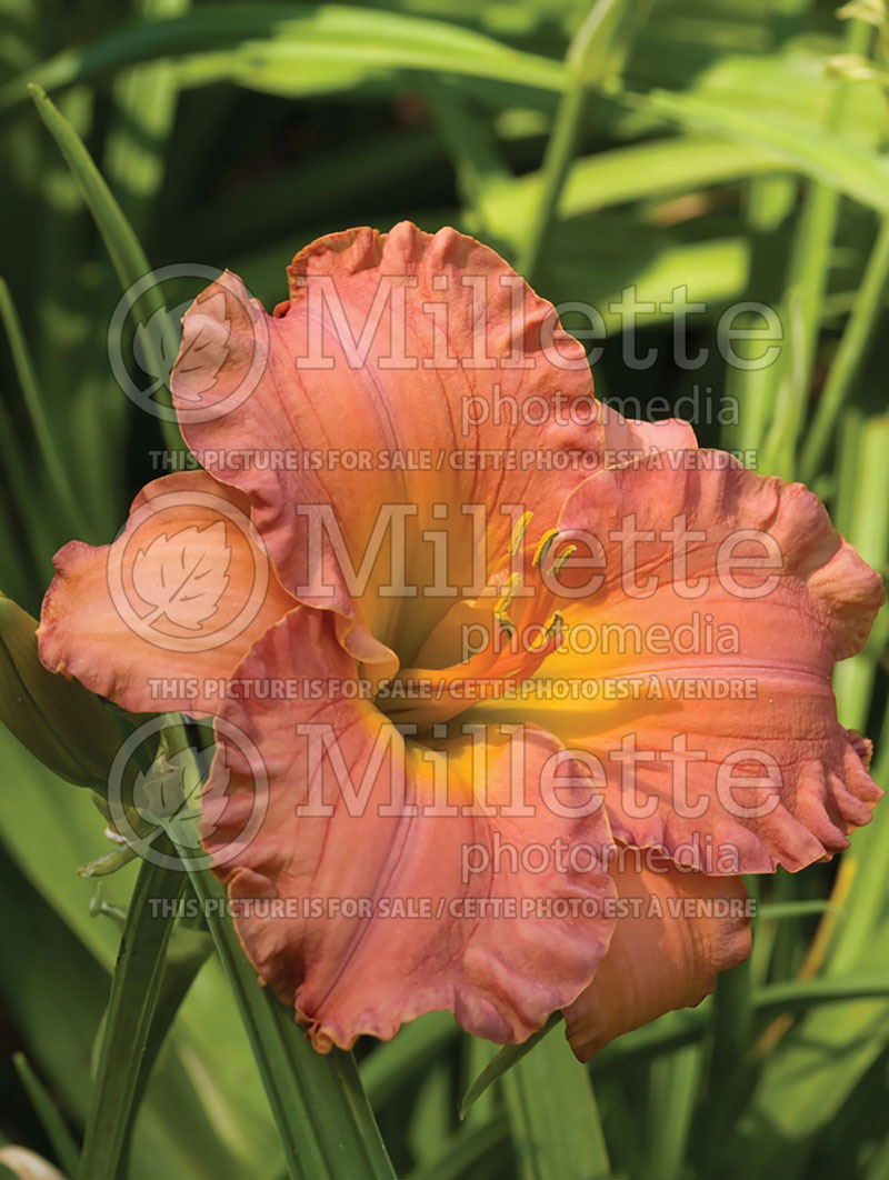 Hemerocallis Smoky Mountain Autumn (Daylily) 4 