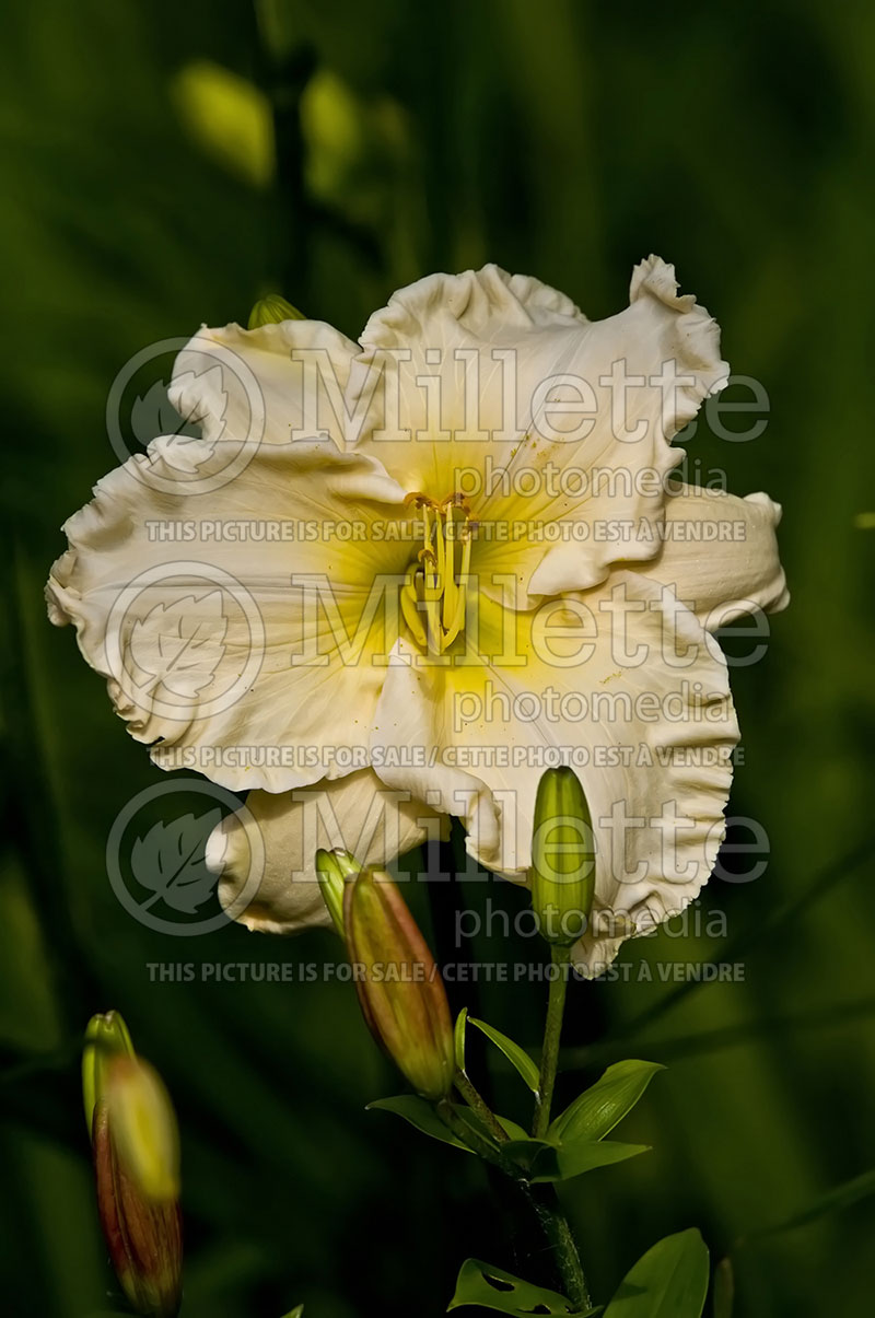 Hemerocallis Snowflake Empress (Daylily) 1