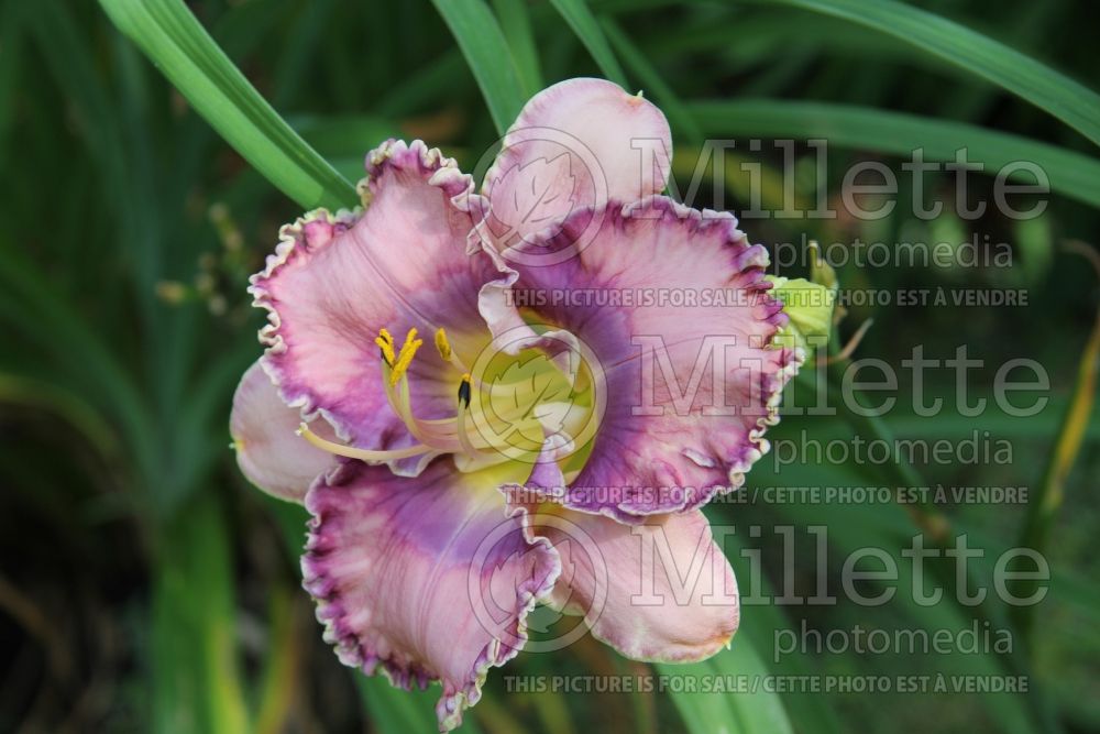 Hemerocallis Solo Girl (Daylily) 1 