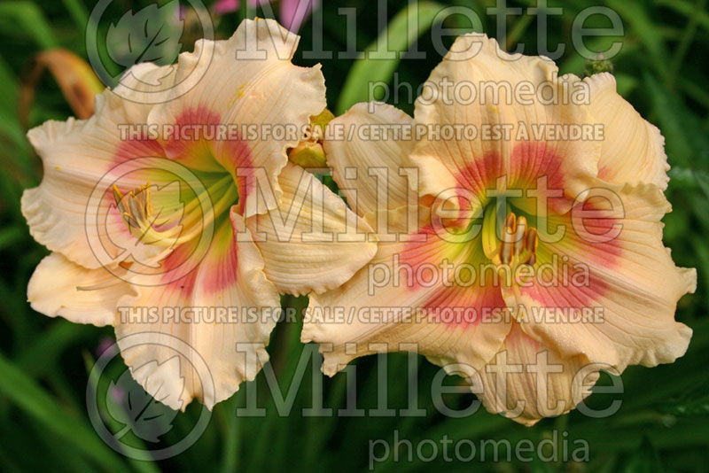 Hemerocallis Sophia Anne Burkey (Daylily) 1 