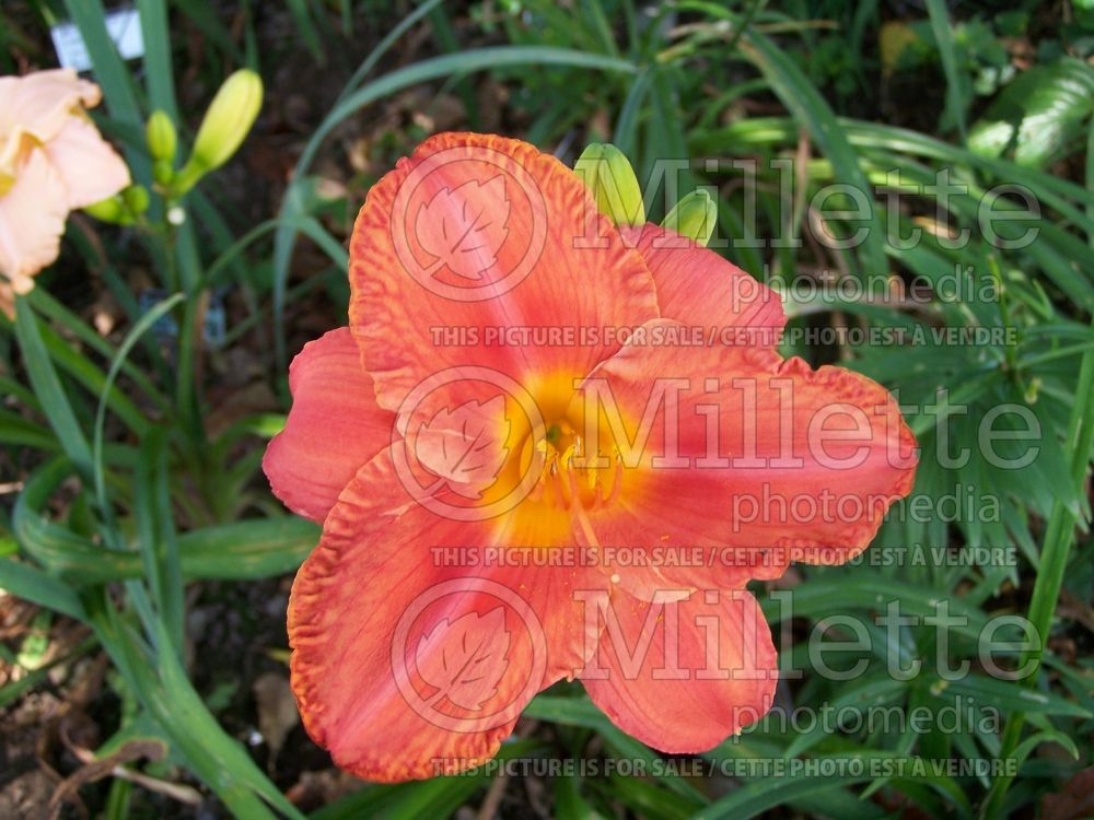 Hemerocallis South Seas (Daylily) 2 