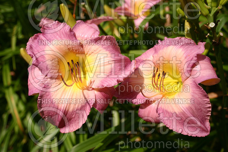 Hemerocallis Sovereign Queen (Daylily) 1 