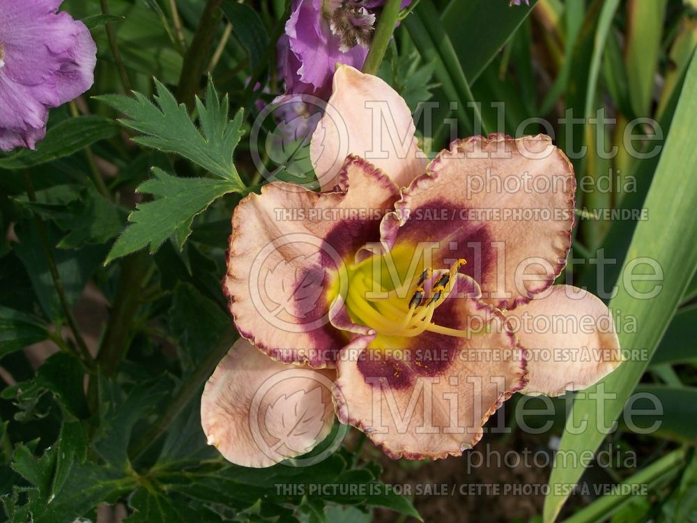 Hemerocallis Spacecoast Picotee Prince (Daylily) 1 