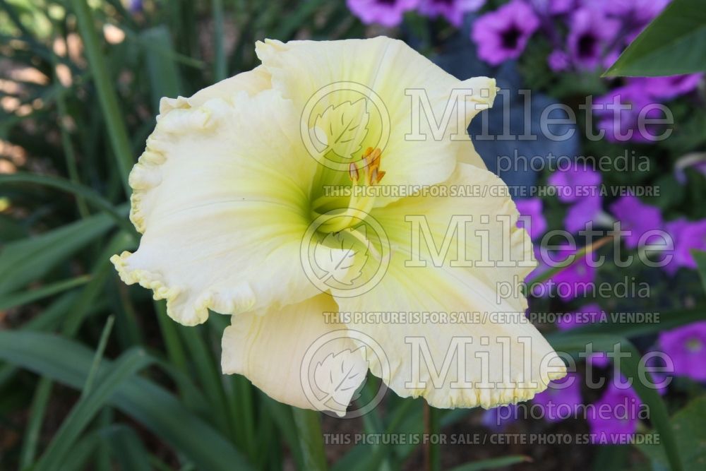 Hemerocallis Spacecoast White Chocolate (Daylily) 1 